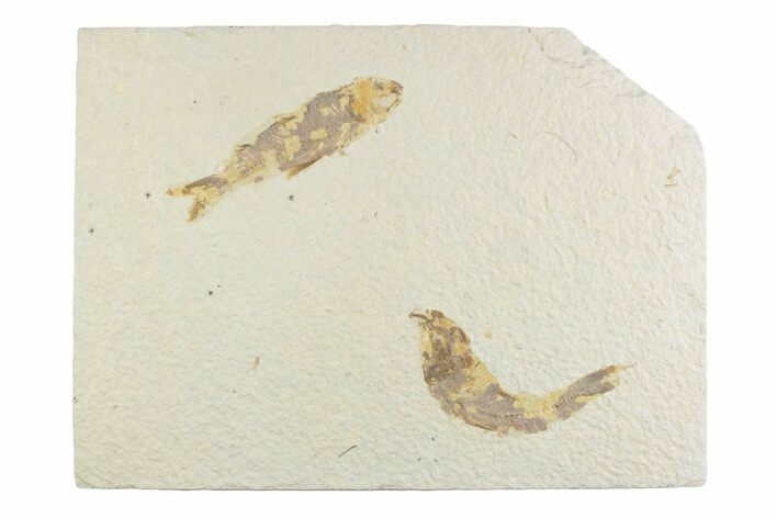 Limestone with Two Fossil Fish (Knightia) - Wyoming #369522